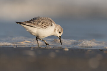 Sanderling (Calidris alba) looking for food on the beach of Hoek of Holland, photographed with sunrise.