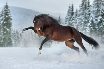 Bay horse with long mane run in mountain landscape