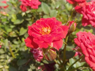 Red Rose Flower