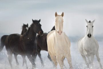 Fototapeta na wymiar Horse herd run gallop in winter field