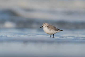 Sanderling (Calidris alba) looking for food on the beach of Hoek of Holland.