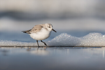 Sanderling (Calidris alba) looking for food on the beach of Hoek of Holland.