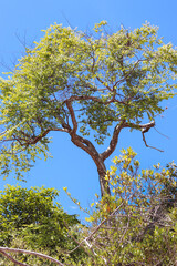 Tree with blue sky behind