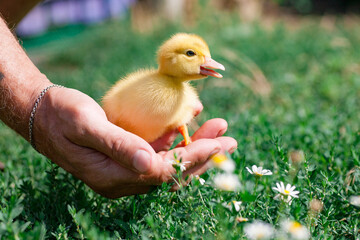 A little duckling sits in the palm of a man. A livestock breeder at the farm holds a yellow duckling in his hand. Handmade domestic duckling