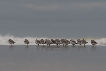 Group of Sanderlings (Calidris alba) on a cloudy day, resting on the beach.