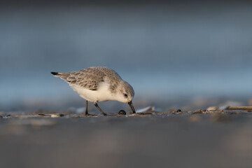 Sanderling (Calidris alba) looking for food on the beach of ijmuiden aan zee(The Netherlands), photographed with sunrise.