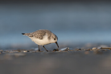 Sanderling (Calidris alba) looking for food on the beach of ijmuiden aan zee(The Netherlands), photographed with sunrise.