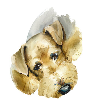 Airedale Terrier. Portrait small dog. Watercolor hand drawn illustration