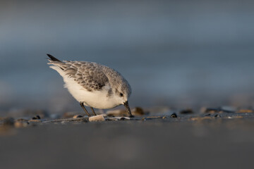 Sanderling (Calidris alba) looking for food on the beach of ijmuiden aan zee(The Netherlands), photographed with sunrise.