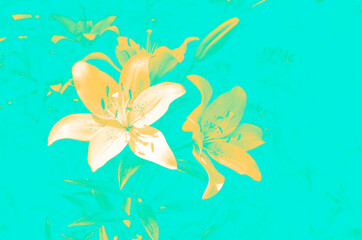 Fototapeta na wymiar Yellow lily flowers on light blue background illustration