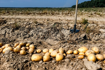 Fototapeta premium A shovel sticks out in the ground near a pile of dug potatoes. Harvesting.