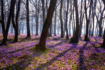Amazing nature landscape, sunny flowering oak forest with a carpet of wild violet crocus or saffron flowers, early spring in Europe