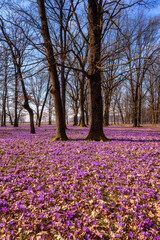 Blossoming of wild violet crocus or saffron flowers in the sunny flowering oak forest, amazing landscape, early spring in Europe, vertical image