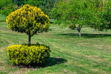 Decorative Outdoor Trees and Bushes . Tropical Park Nature