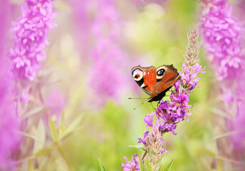 Lilac wildflowers in the meadow and a peacock butterfly. Sunny beautiful summer meadow.
