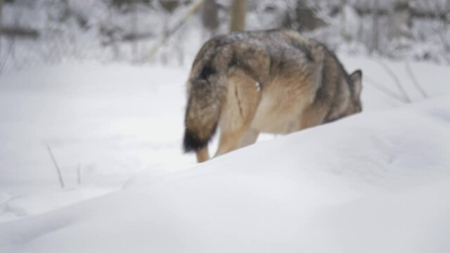 Cunning Scandinavian Grey Wolf mischievously rove Snow-capped forest - Backview medium tracking shot