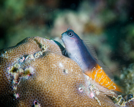 Coral gobby closeup, Watchman Gobies fish closeup, marine fish