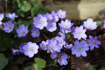 Leberblümchen