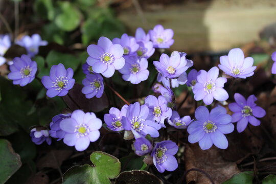 Leberbl&uuml;mchen