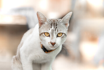 close-up picture of a cute cat orange eyes.