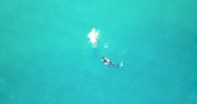 Mother And Calf Whales Swimming On Bright Blue Sea During Whale Watching Tour In Fowlers Bay, Australia. - aerial
