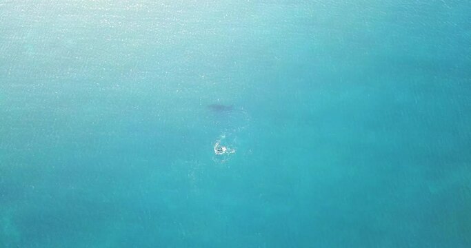 Whale Diving Back Under The Blue  Sea - Whale Watching Tour At Fowlers Bay During Summer In Australia. - aerial