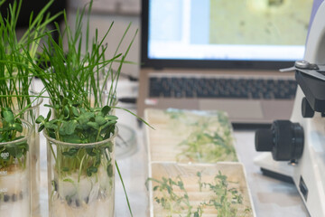 Growing wheat and beans in the laboratory. Smart technologies in agriculture.