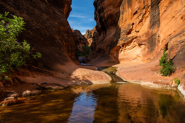 Fototapeta na wymiar red rock canyon with small stream