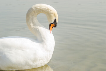 Swans in their natural environment, on the city beach of Novi Sad, Serbia. 