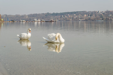 Swans in their natural environment, on the city beach of Novi Sad, Serbia. 