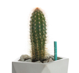 Beautiful house plant with fertilizer stick on white background