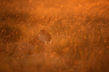 Lion in the morning light at Masai Mara, Kenya