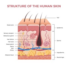 Skin anatomy. Human normal skin dermis epidermis adipose layers recent vector biological infographic. Illustration anatomy skin human epidermis structure - obrazy, fototapety, plakaty