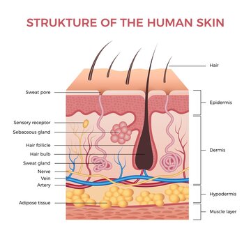 Skin anatomy. Human normal skin dermis epidermis adipose layers recent vector biological infographic. Illustration anatomy skin human epidermis structure