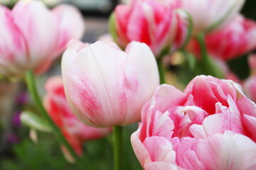 春の庭 ピンクのチューリップの寄せ植え