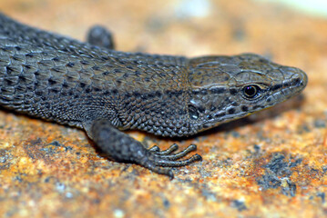 Algiroide di Fitzinger, Algyroides fitzingeri, tarantolino