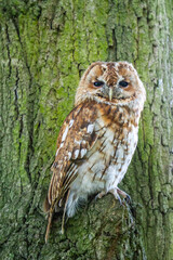 Tawny Owl perched in a Tree
