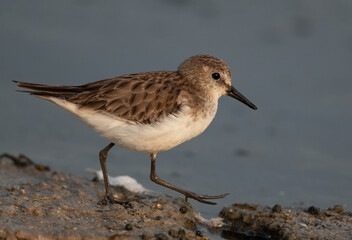 Little Stint at Asker marsh, Bahrain