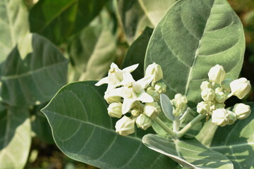 dahlia flower tropical plant blooming in garden
