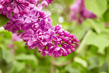 Spring lilac flowers
