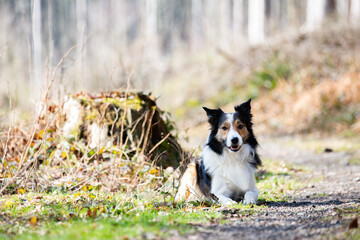 Border Collie