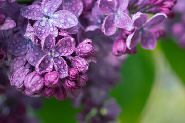 Lilac flowers macro