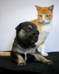 portrait from my pets