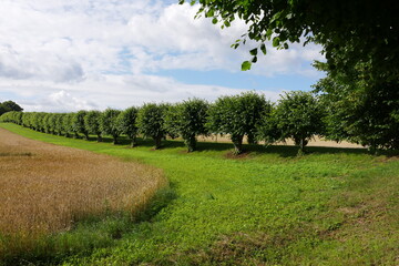 Getreidefeld, Wiese und Lindenallee Schloss Bothmer