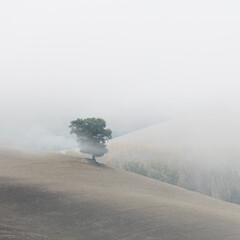 Obraz na płótnie Canvas Silhouette of alone tree in foggy valley - Minimalistic misty landscape