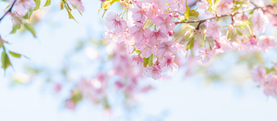 桜 満開の花 河津桜 白背景 青空 パノラマ クロースアップ  春 日本