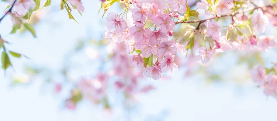 Rolgordijnen 桜 満開の花 河津桜 白背景 青空 パノラマ クロースアップ  春 日本 © lemacpro