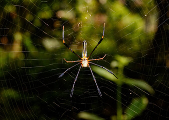spider on the web