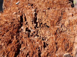 Cross section of a broken big tree