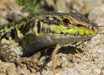 Lucertola tirrenica, primo piano, lizard